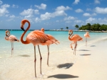 ~ Flamingos On The Beach ~