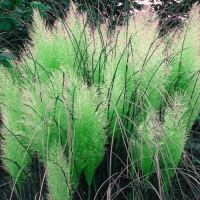 Cortaderia