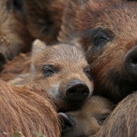 Boars