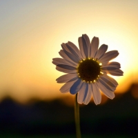 Daisy Flower