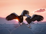eagle birds