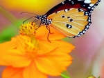 butterfly & flower