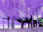 Ashikaga Blumenpark Touchigi Japan