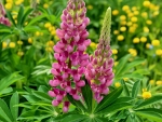 ROSE LUPIN