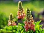 LUPIN BEAUTY