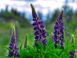 LUPIN BEAUTY