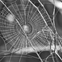 Spider Web