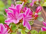 AZALEA