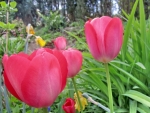 TULIP