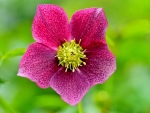 HELLEBORE