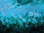 Anemoni