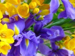 Freesia and iris