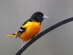 Baltimore Oriole