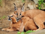 Caracal Kittens