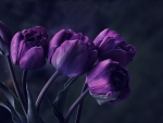 purple tulips