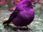 Violet Backed Starling In Africa