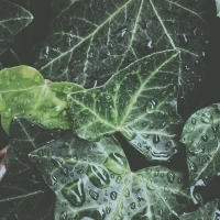 leaves, drops, dew, water, plant, exotic, surface, glossy wallpaper