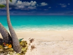Tropical Beach