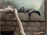 Panther resting