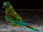 Neon Macaw