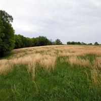 Scattered Grasslands