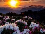 Sunset With Flowers And Sunset
