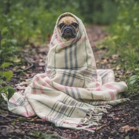 Pug with blanket