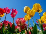 Sunny Tulips