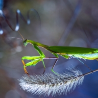 Praying Mantis