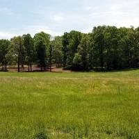 Majestic Fox Terrain