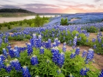 LUPINE FIELDS