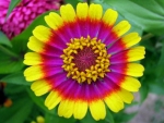 Circus Act Zinnia Flowers
