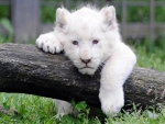 Ominous Albino Lion Cub