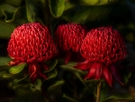 Waratah in bloom