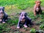 Pitt Bull Puppies