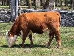 Hereford Cow