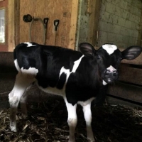 Weaned Holstein Heifer