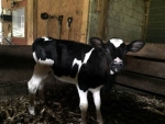 Weaned Holstein Heifer
