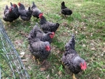 Barred Rock Laying Hens