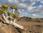 Desert in Namibia