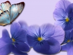 violets