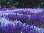 Field of purple sage
