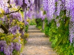 Wisteria arch