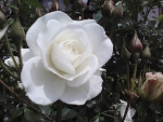 White rose