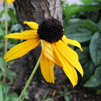 black eyed susan