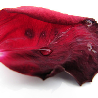 Rose petal