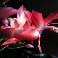 Christmas Cactus