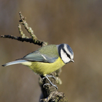 Blue Tit