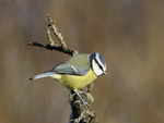 Blue Tit