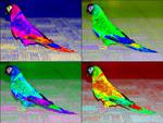 Macaw Montage